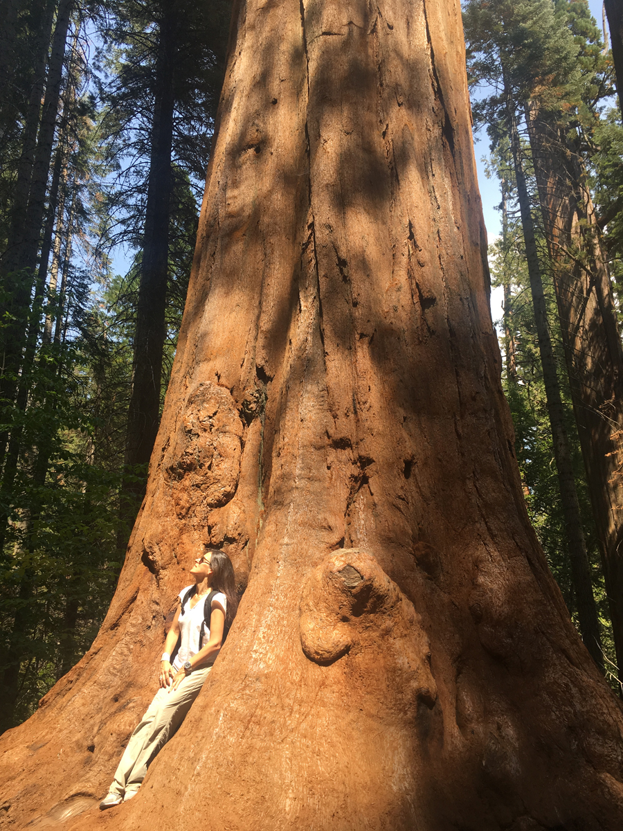 “Giant Sequoias trees in Yosemite National Park” California